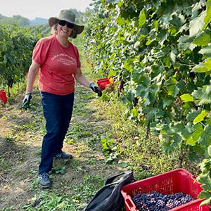 Vendemmia 2020 Grignolino raccolta a mano