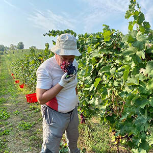Vendemmia 2020 Grignolino raccolta a mano