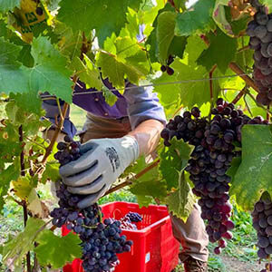 Vendemmia 2020 Grignolino raccolta a mano