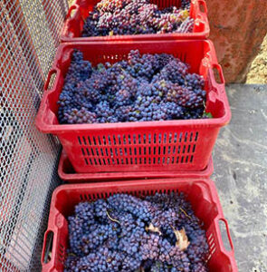Cassette forate di uva Grignolino