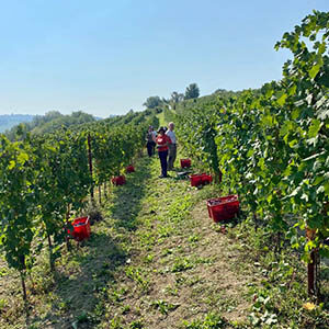 Vendemmia 2020 Grignolino raccolta a mano