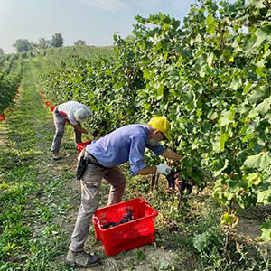 Vendemmia 2020 Grignolino raccolta a mano