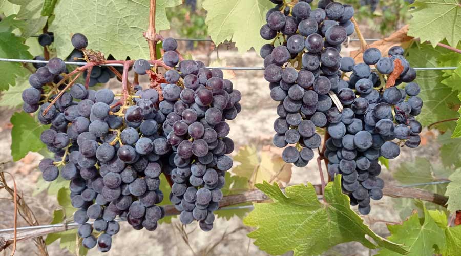 Grappolo Grignolino 2021