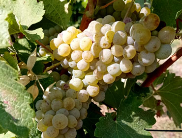 Grappolo di Sauvignon Bianco 2021