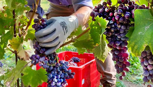 Vendemmia 2020 Grignolino raccolta a mano